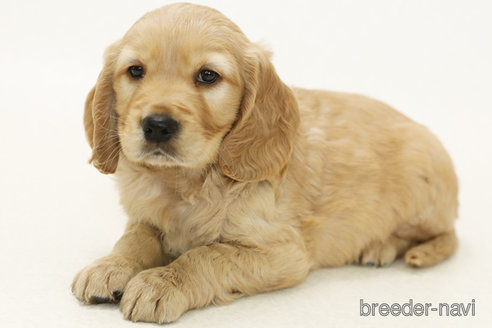 成約済の神奈川県のミックス犬-374595の2枚目